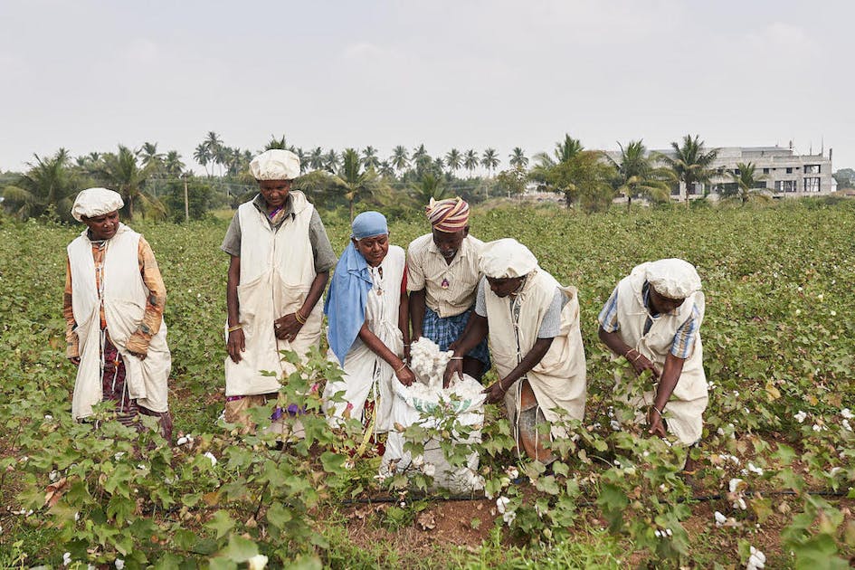 Restoring Traditional Agroecological Cotton Production in Tamil Nadu